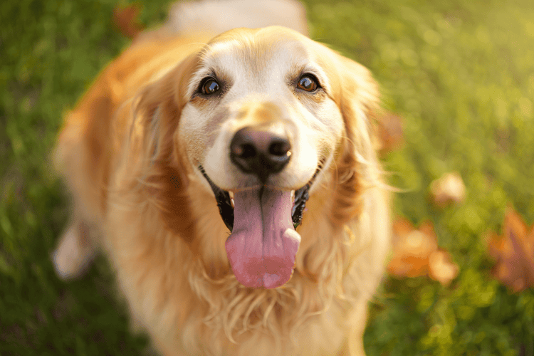 Dogs - PawJoyful